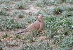 Streptopelia chinensis