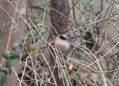 Aegithalos glaucogularis