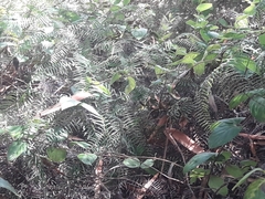 Gleichenia dicarpa