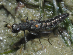 Stenus longipes