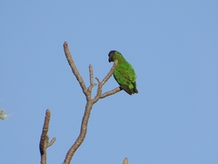 Poicephalus senegalus