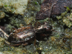Asaphidion