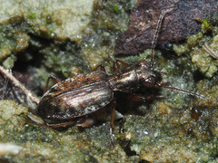 Asaphidion