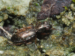 Asaphidion