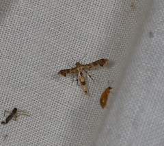 Nippoptilia cinctipedalis