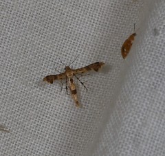 Nippoptilia cinctipedalis