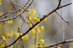 Chimonanthus praecox