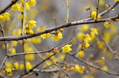 Chimonanthus praecox