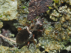 Asaphidion