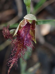 Calochilus gracillimus