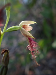 Calochilus gracillimus