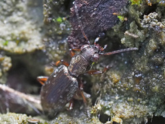 Asaphidion