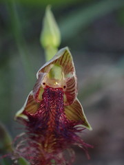 Calochilus gracillimus