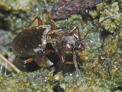 Asaphidion