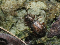 Asaphidion