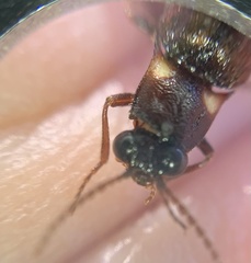 Phanophorus perspicax