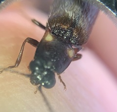 Phanophorus perspicax
