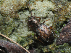 Asaphidion