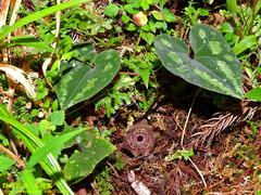 Asarum ampulliflorum