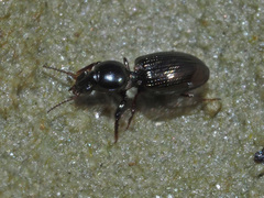 Dyschirius