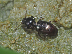 Dyschirius