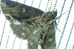 Ercheia umbrosa