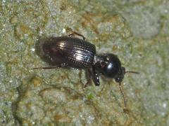 Dyschirius
