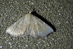 Corgatha argillacea