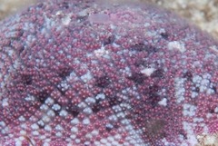 Parvulastra dyscrita