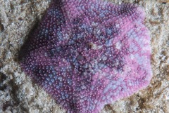 Parvulastra dyscrita