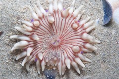 Anthostella stephensoni