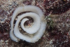 Hypselodoris capensis