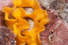 Dendrodoris caesia