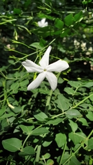 Jasminum angulare