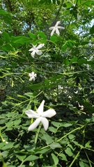 Jasminum angulare