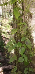 Valeriana scandens