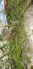Valeriana scandens