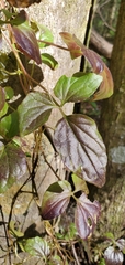 Valeriana scandens