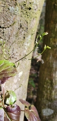 Valeriana scandens