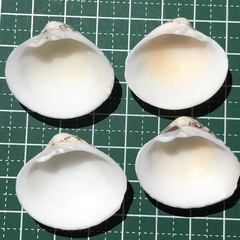 Lioconcha fastigiata