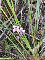Tetratheca ericifolia