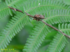 Cryptoderma formosense