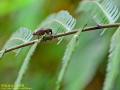 Cryptoderma formosense
