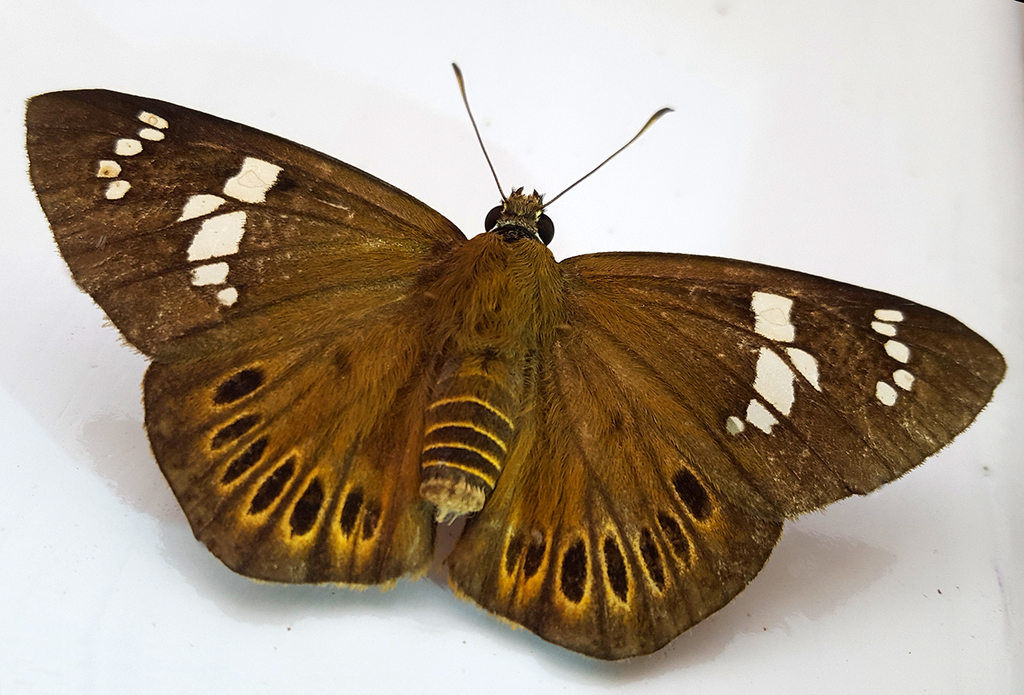 Ringed Dawnfly