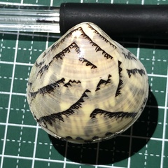 Lioconcha castrensis