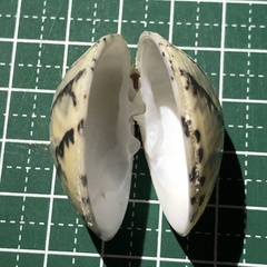 Lioconcha castrensis