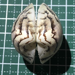 Lioconcha castrensis