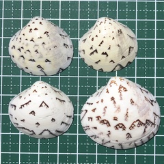 Lioconcha castrensis