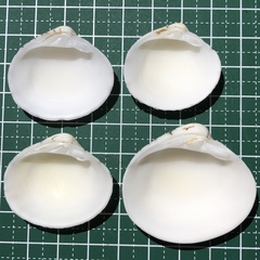 Lioconcha castrensis