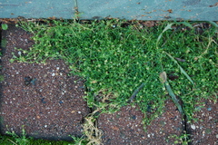 Sagina procumbens
